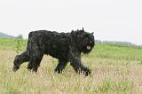 BOUVIER DES FLANDRES 406